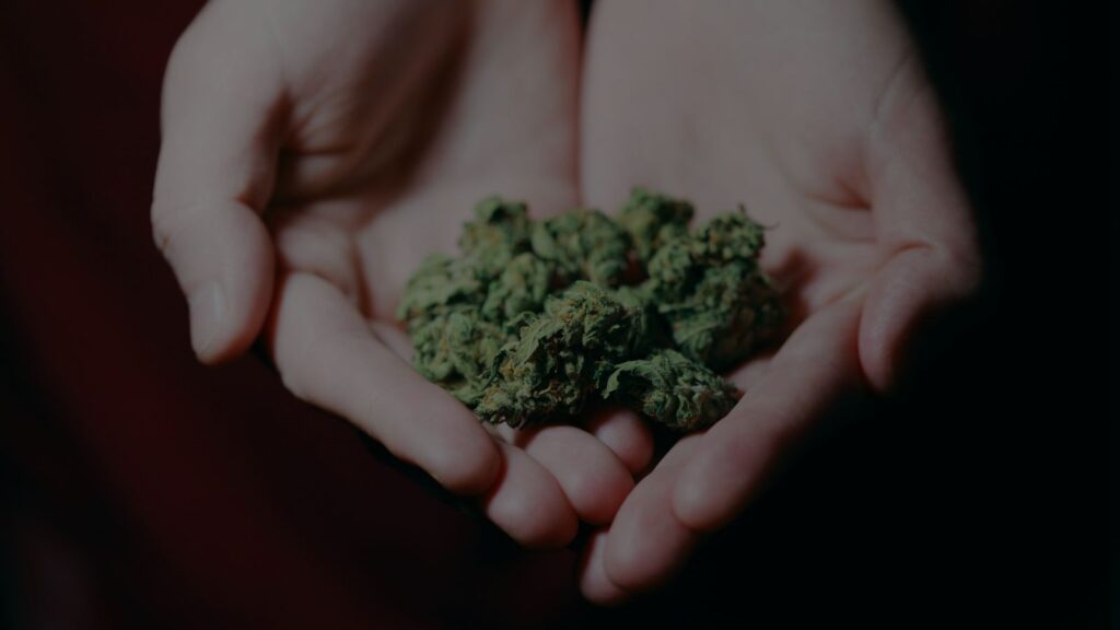 a photo handling a marijuana
