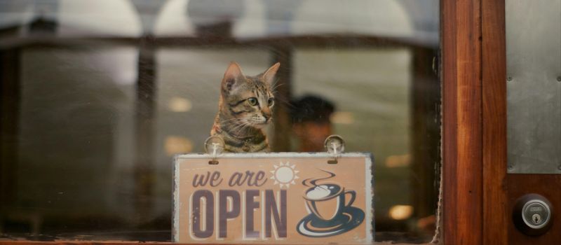 a cat in a shop with we're open sign on it