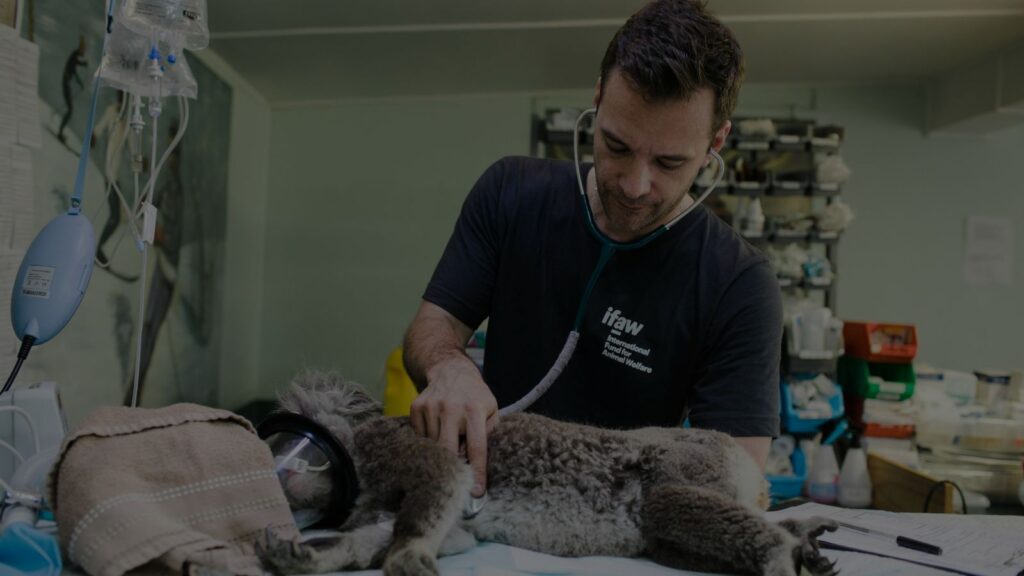a vet doctor checking a lying koala
